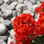 Ogni quanto annaffiare i gerani ? Frequenza e cura