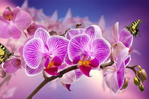 Ogni Quanto bisogna innaffiare le Orchidee?
