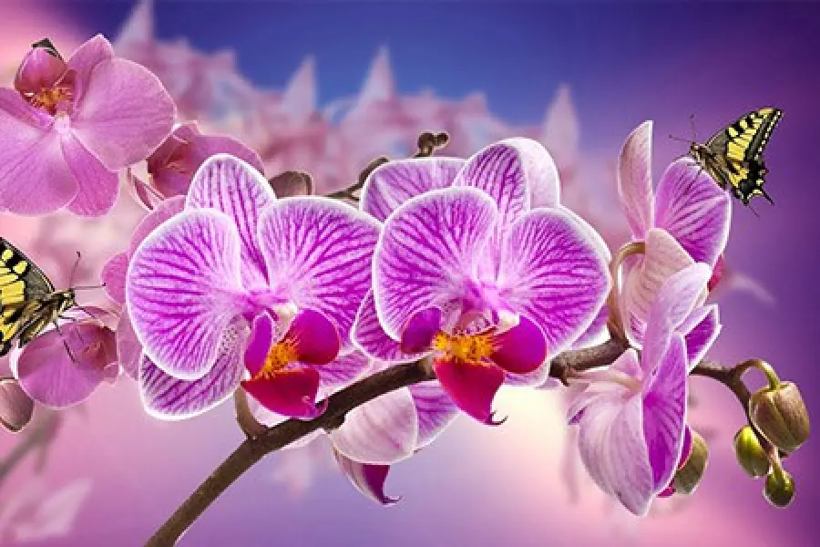 Ogni Quanto bisogna innaffiare le Orchidee?