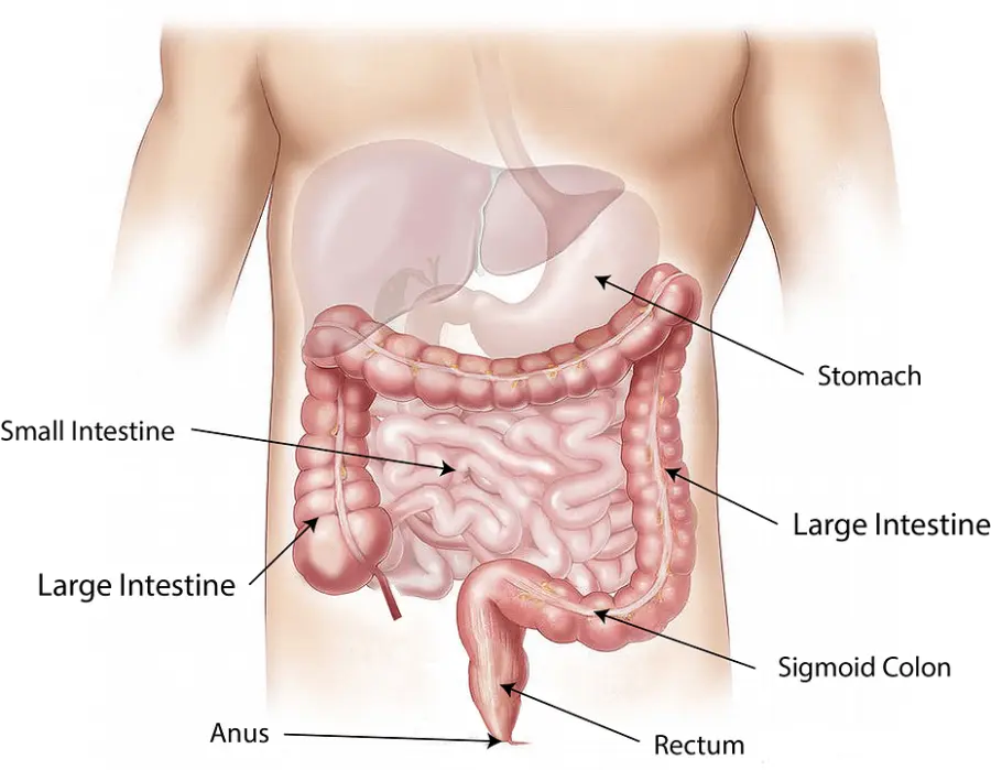 Ogni quanto fare la Gastroscopia