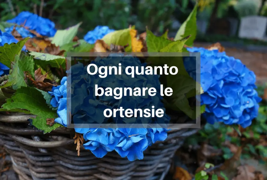Ogni quanto bagnare le Ortensie