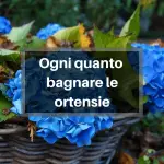 Ogni quanto bagnare le Ortensie