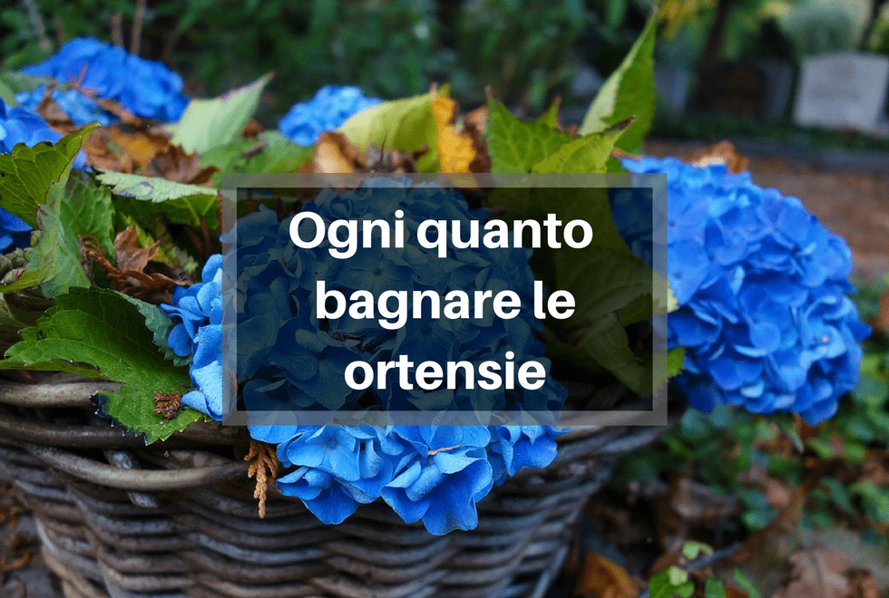Ogni quanto bagnare le Ortensie