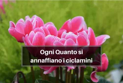 Ogni quanto si annaffiano i ciclamini