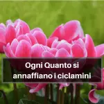 Ogni quanto si annaffiano i ciclamini