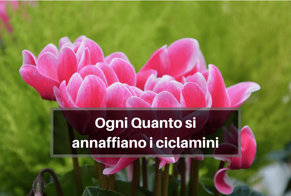 Ogni quanto si annaffiano i ciclamini