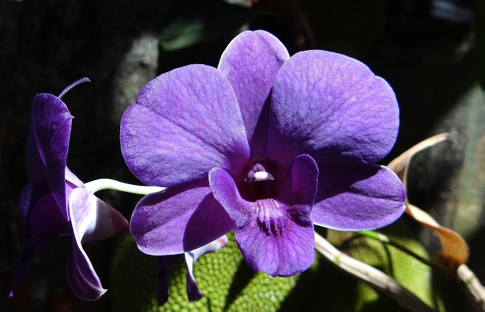 Ogni quanto concimare le orchidee
