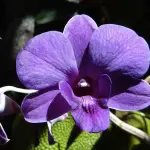 Ogni quanto concimare le orchidee