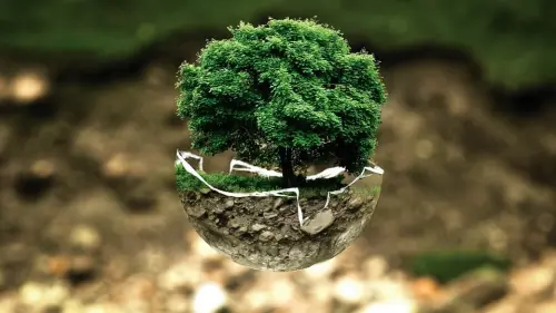 Ogni quanto innaffiare un bonsai : Frequenza