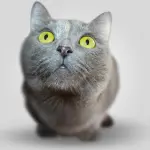 Ogni quanto sostituire la lettiera del gatto