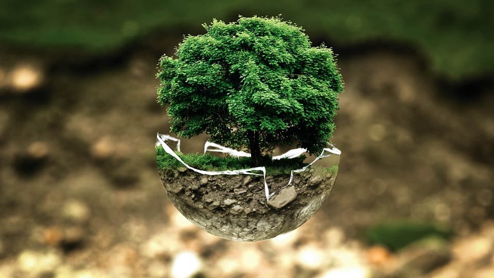 Ogni quanto innaffiare un bonsai : Frequenza