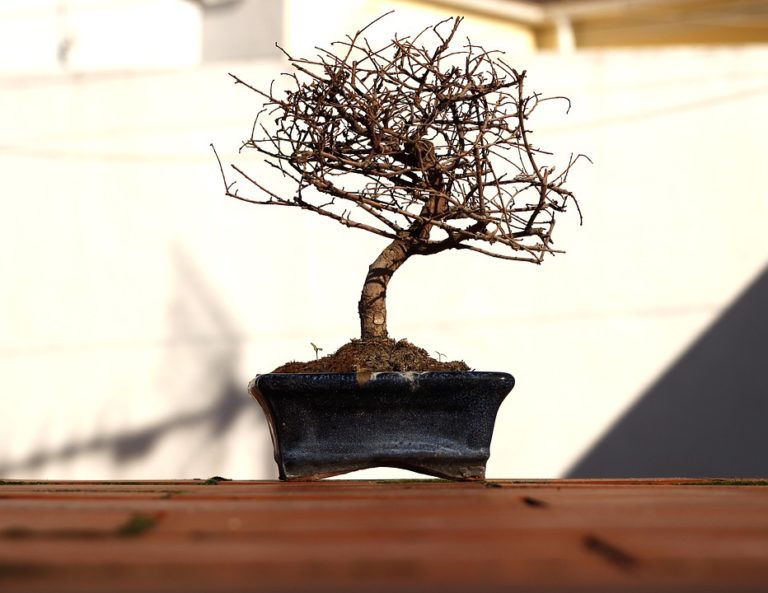 Bonsai Ginseng Ogni Quanto Innaffiare at Kyle Queen blog