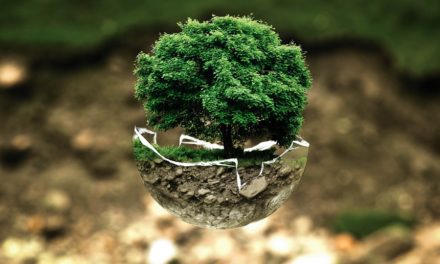 Ogni quanto innaffiare un bonsai : Frequenza