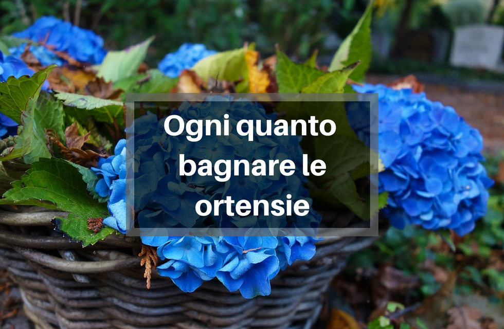 Ogni quanto bagnare le Ortensie